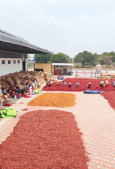 Agrocrops Commissions Advanced Dry Chilli Processing Facility in Guntur (India)